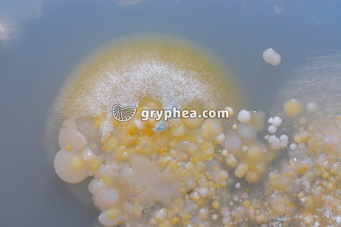 Moisissures et colonies bactériennes sur gélose - gryphea.com